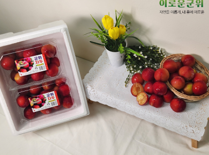 산지직송 군위 고당도 자두 2kg